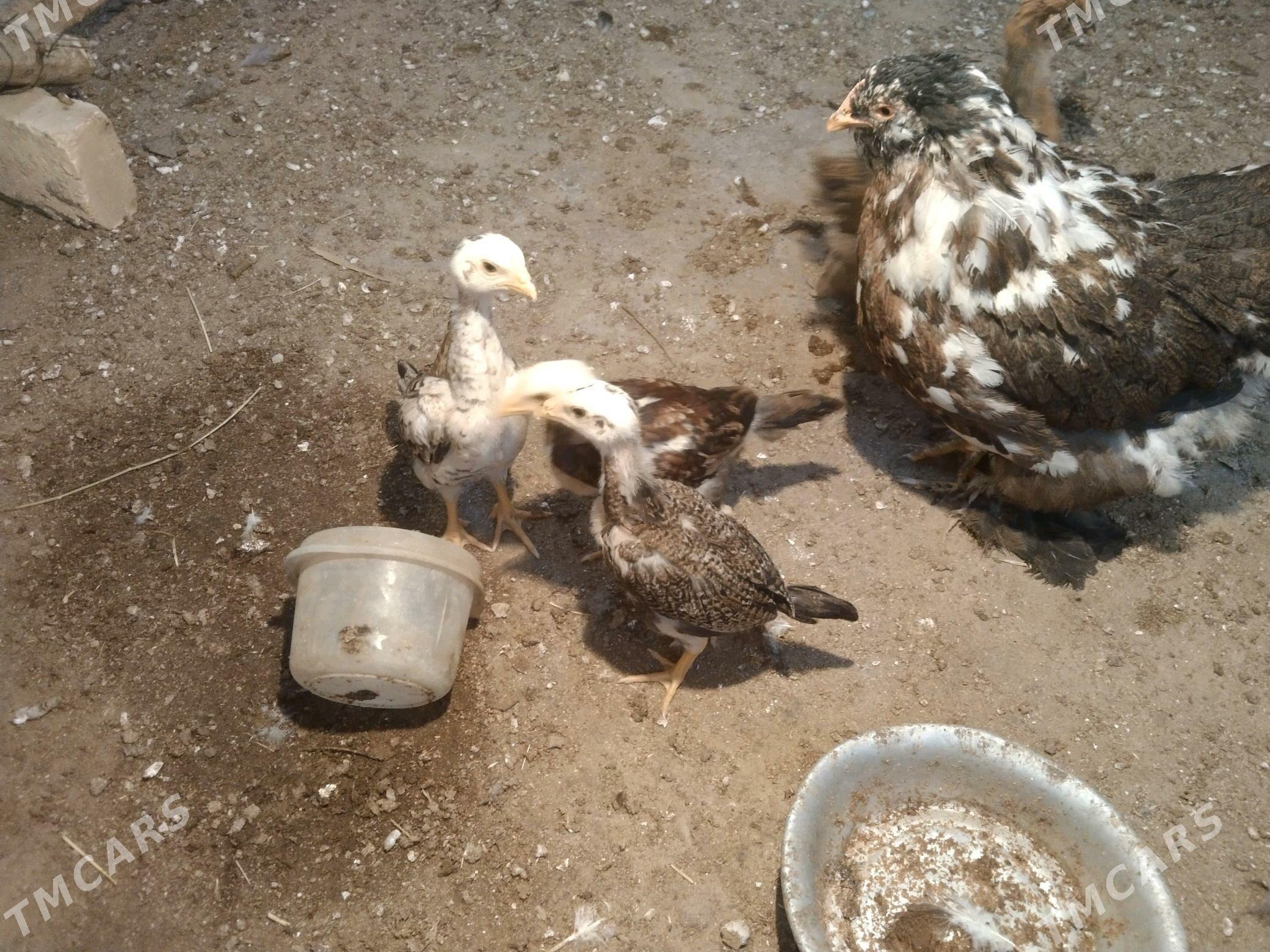 bayes - Mary - img 1