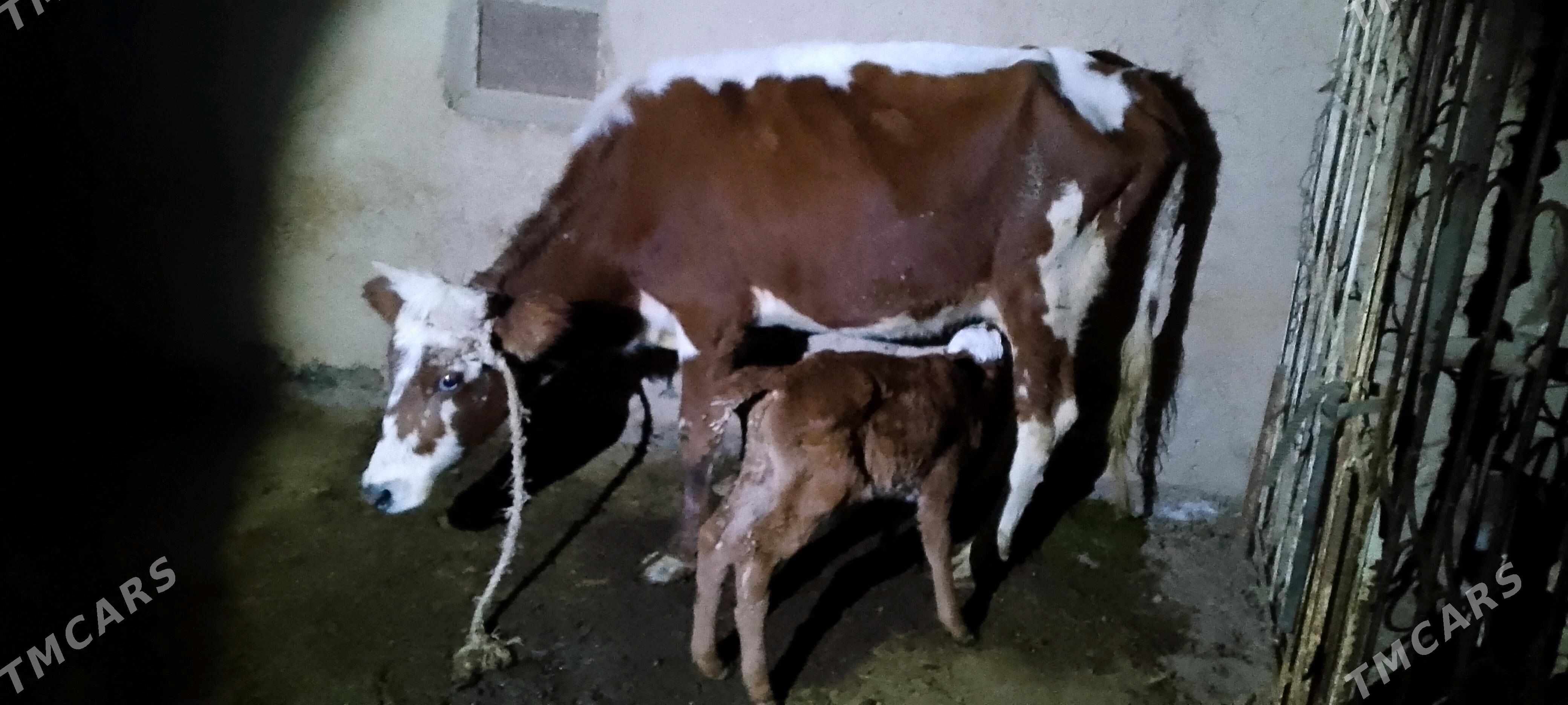 Göleli Sygyr - Байрамали - img 1