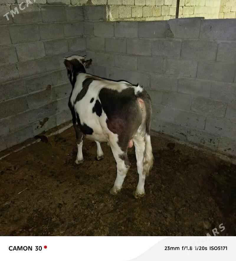 ökuz - Гёкдепе - img 2