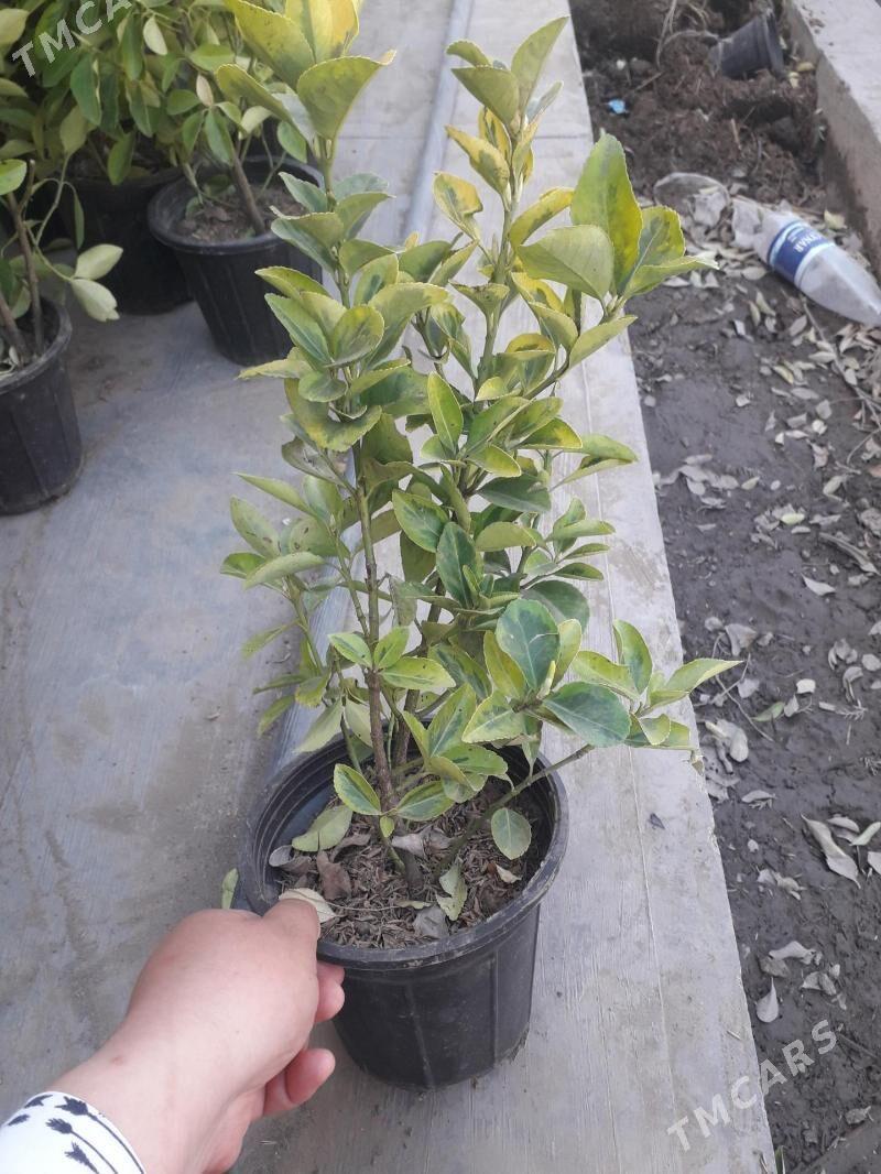 bereskelet,вечнозеленны - Туркменабат - img 5