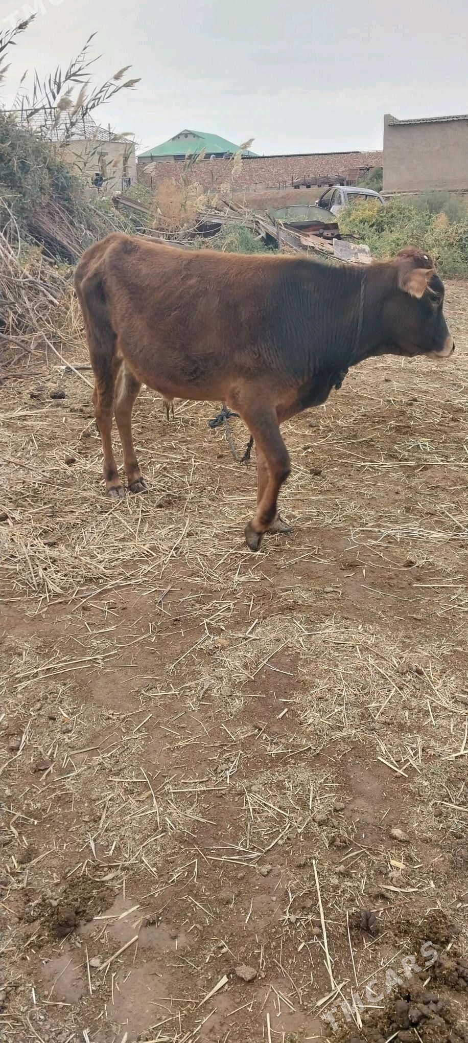 okiz - Babadaýhan - img 1