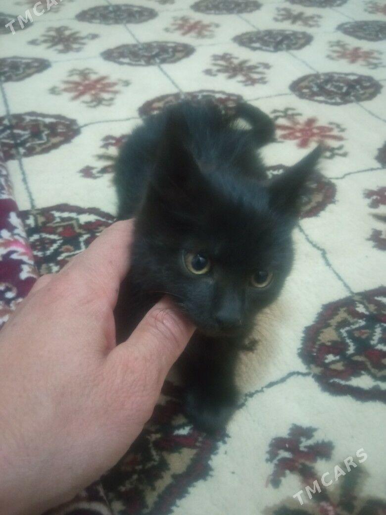 Pişijekler Котята - Дашогуз - img 1