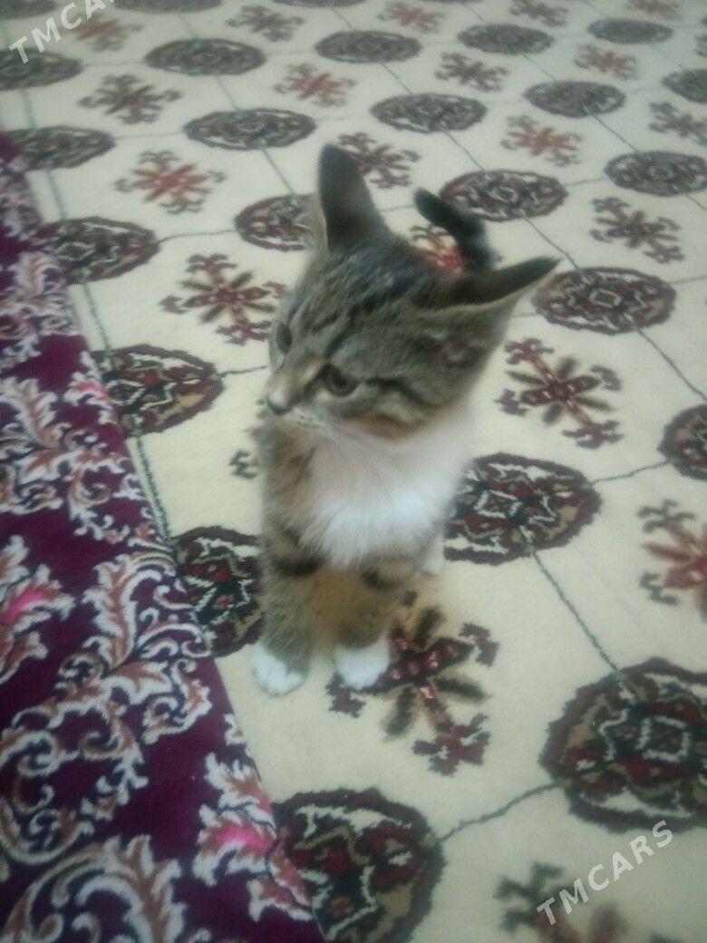 Pişijekler Котята - Дашогуз - img 2