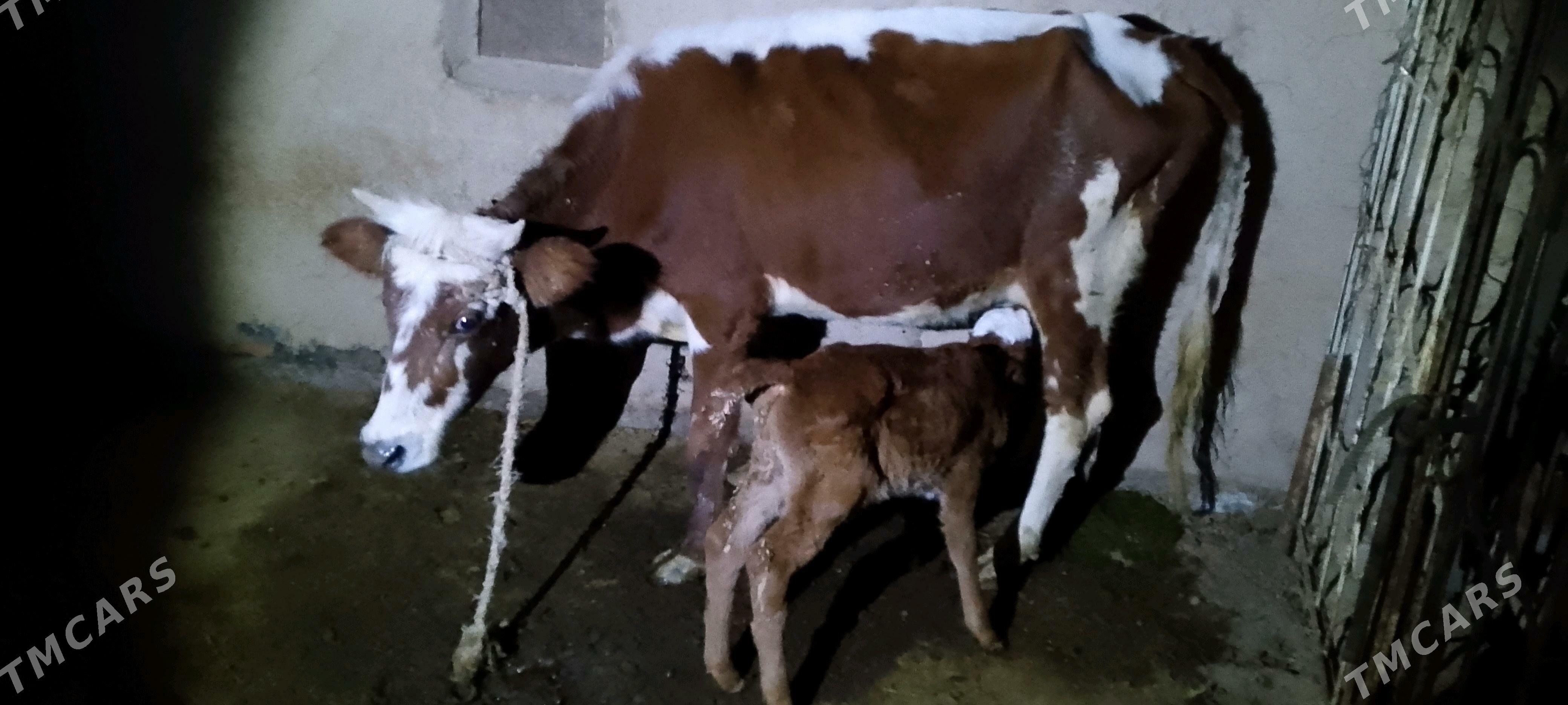 Göleli Sygyr - Байрамали - img 2