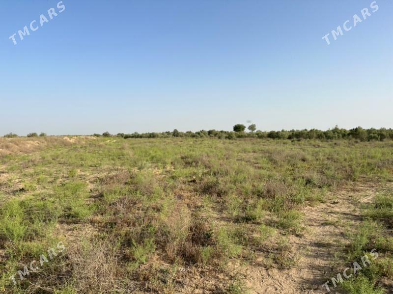 Mary  Satlyk Mellek - Мары - img 2