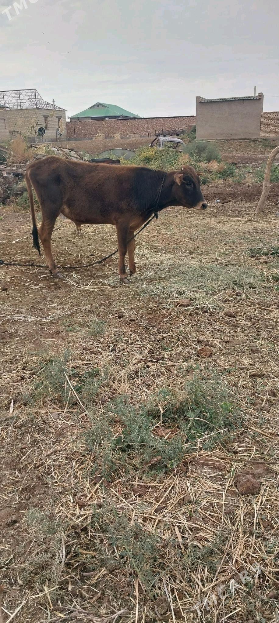 okiz - Babadaýhan - img 2