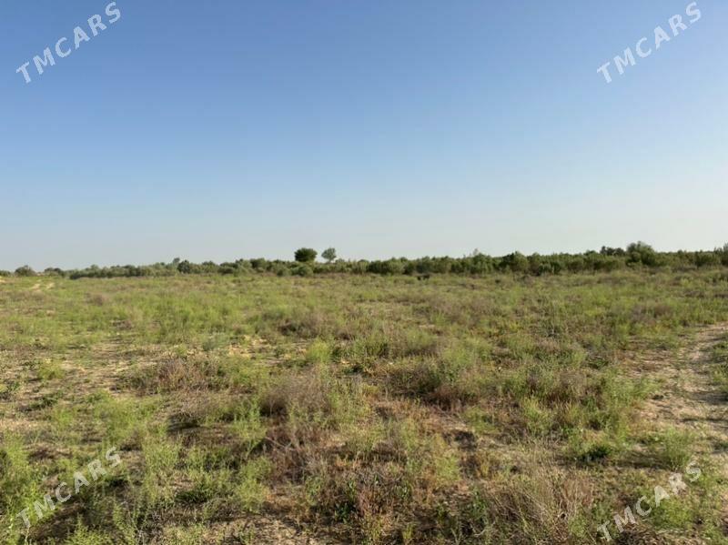 Mary  Satlyk Mellek - Мары - img 5