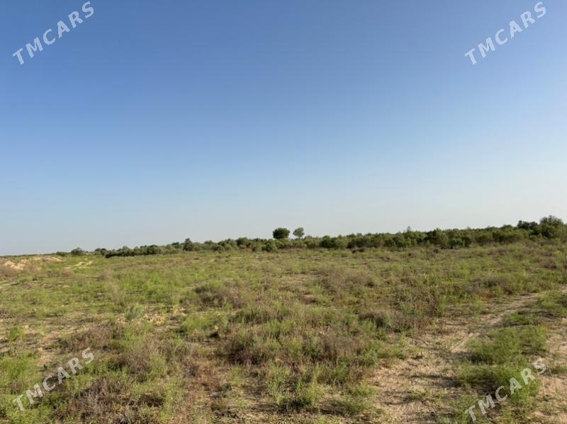 Mary Satlyk Mellek - Мары - img 1