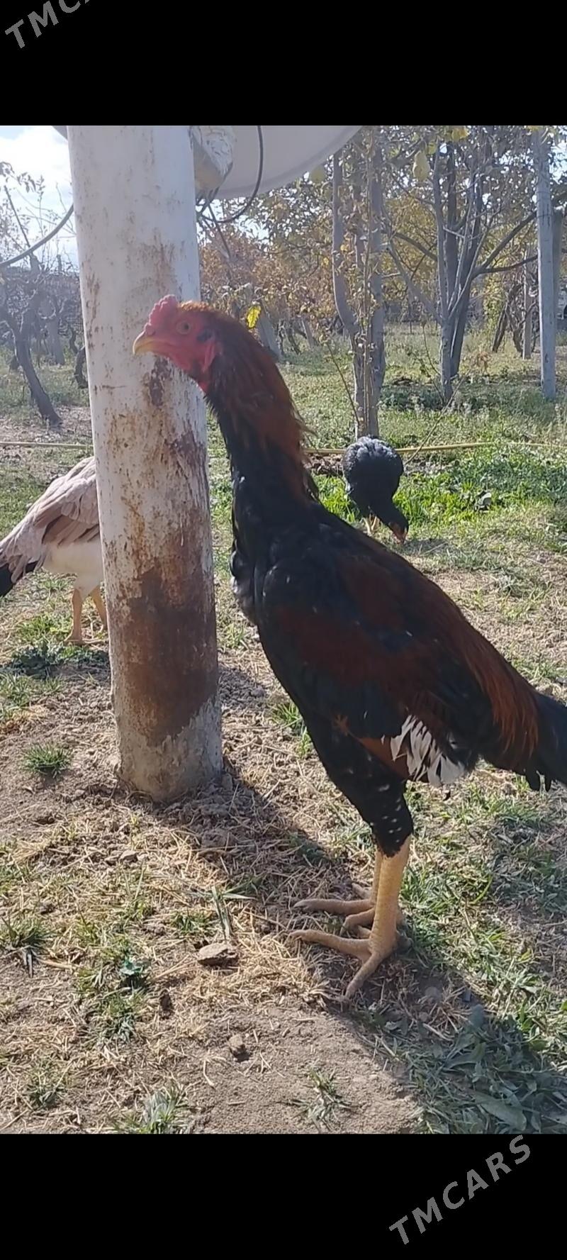 Ташкент хораз уршянчы - Гёкдепе - img 2