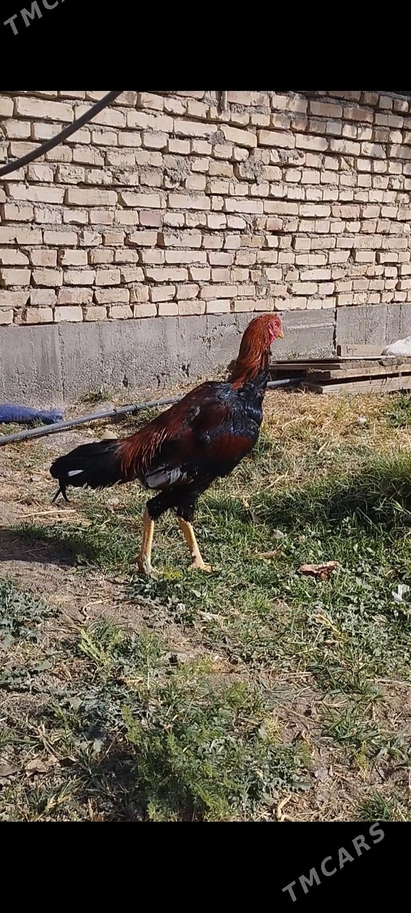 Ташкент хораз уршянчы - Гёкдепе - img 1