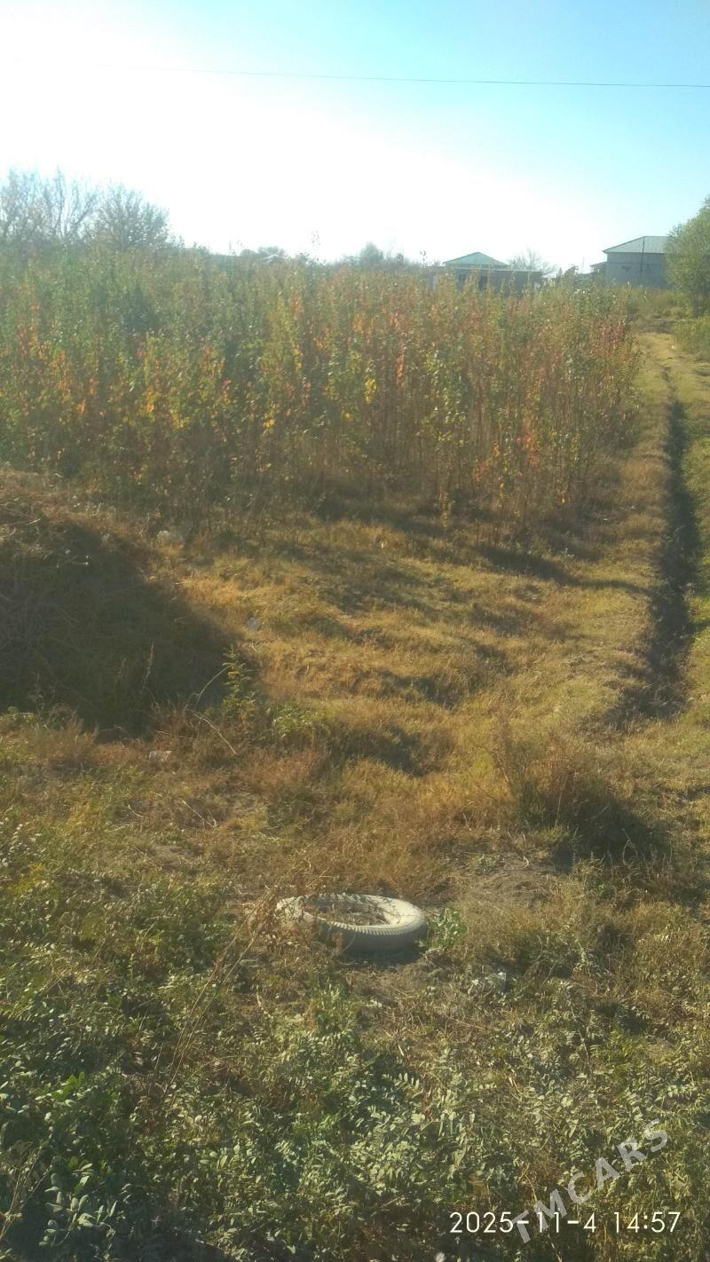 Ýolka baglar ba - Ашхабад - img 1