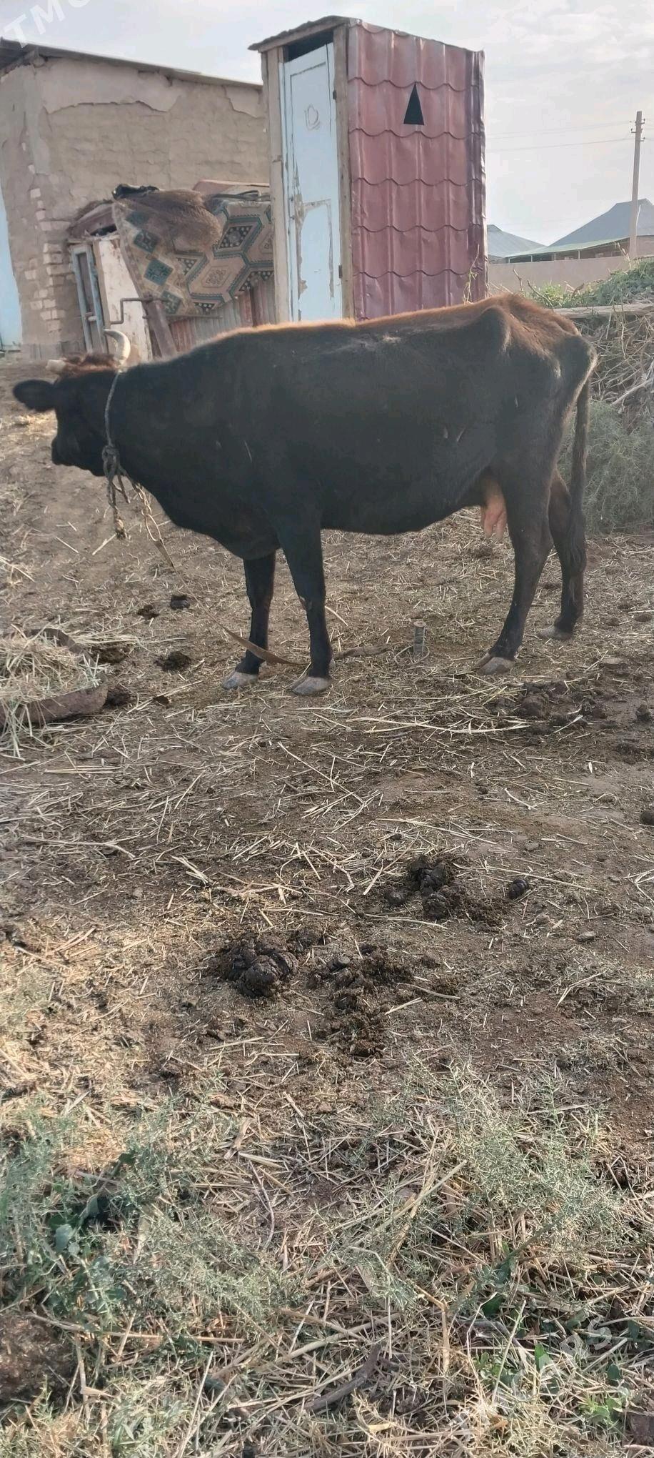 sygr - Бабадайхан - img 1