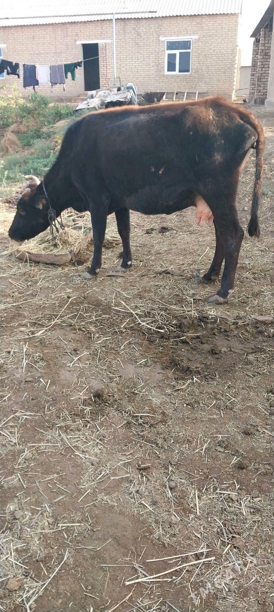 sygr - Бабадайхан - img 2