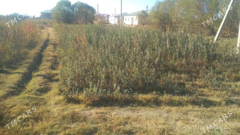 Ýolka baglar ba - Ашхабад - img 2