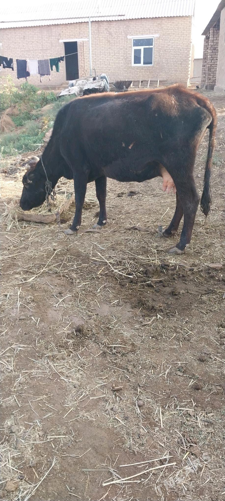 sygr - Бабадайхан - img 4