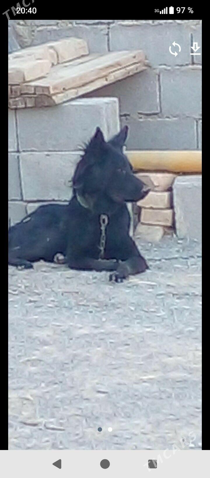 авчарка.  немис - Ak bugdaý etraby - img 2