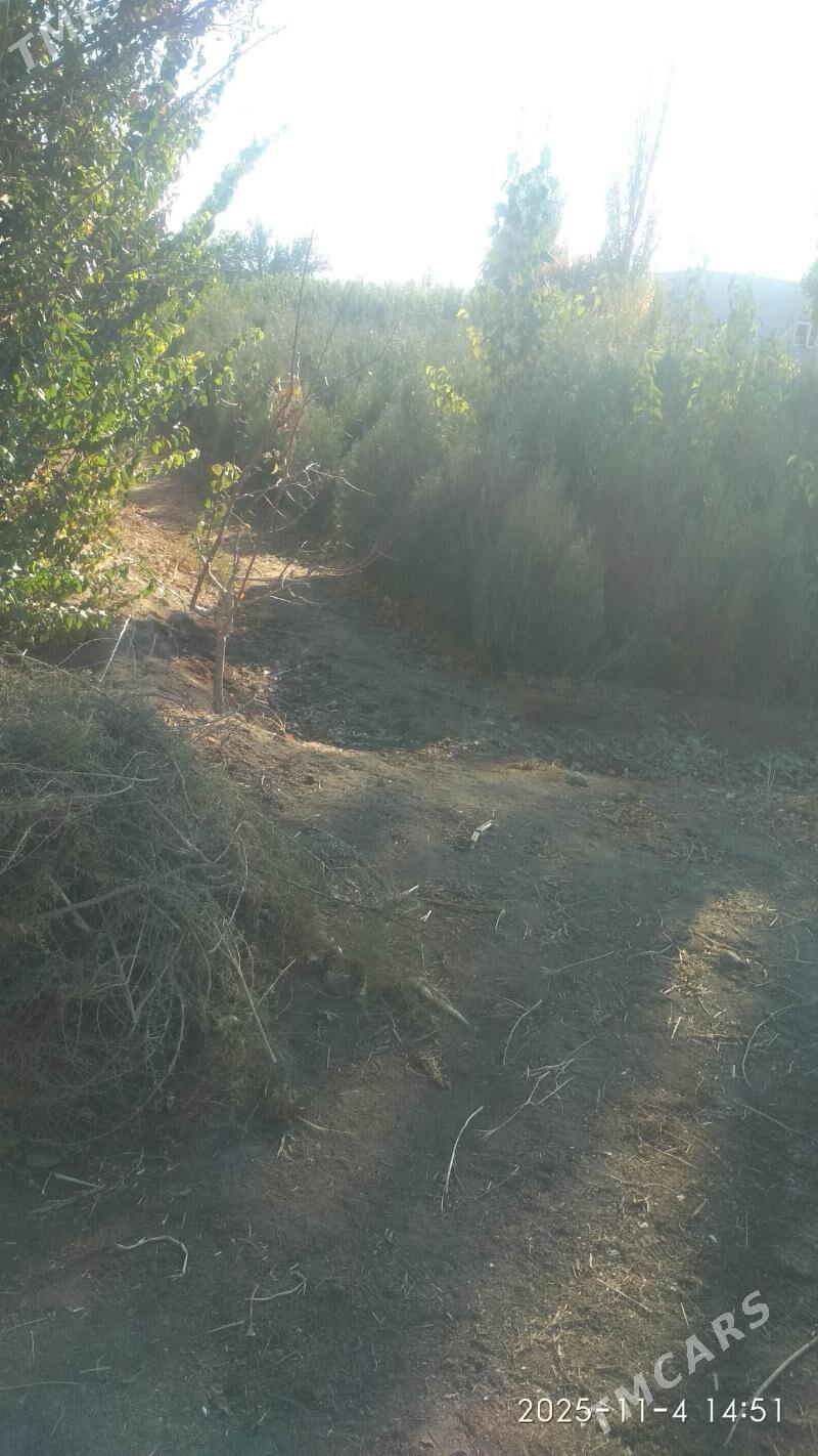 Ýolka baglar ba - Ашхабад - img 3