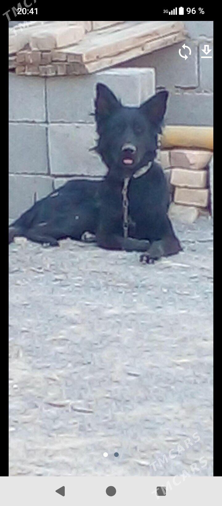 авчарка. немис - Ak bugdaý etraby - img 1