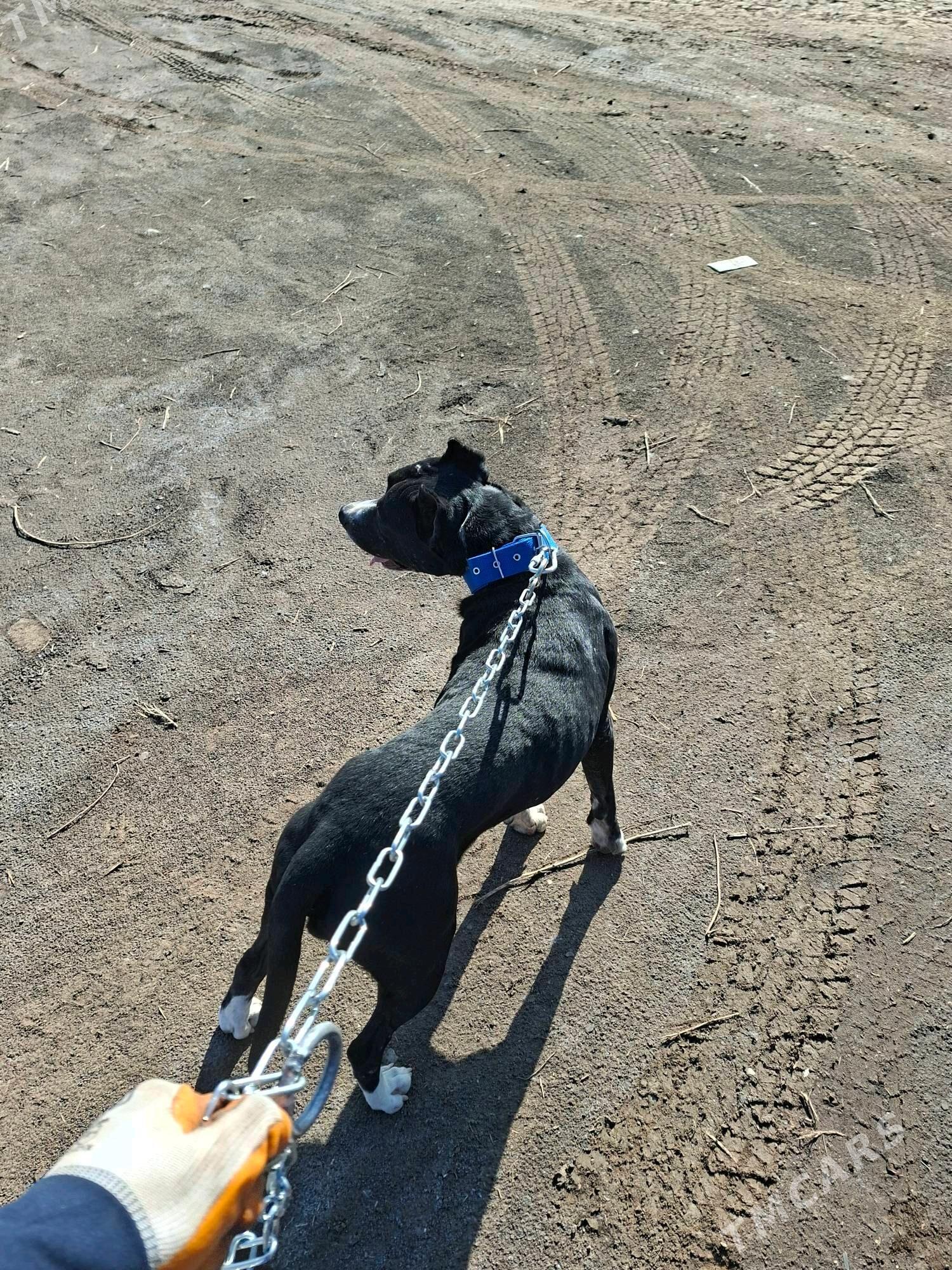 pidbull - Mary - img 6