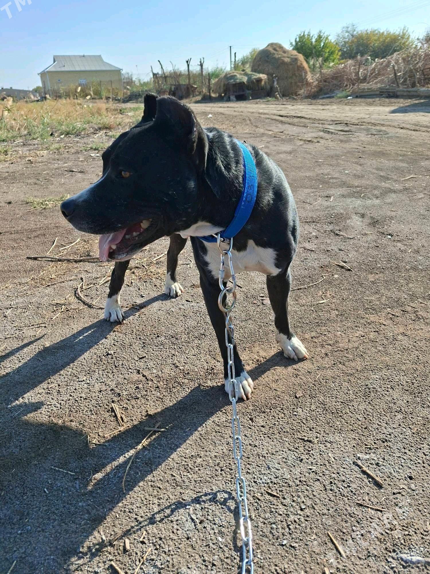 pidbull - Mary - img 3