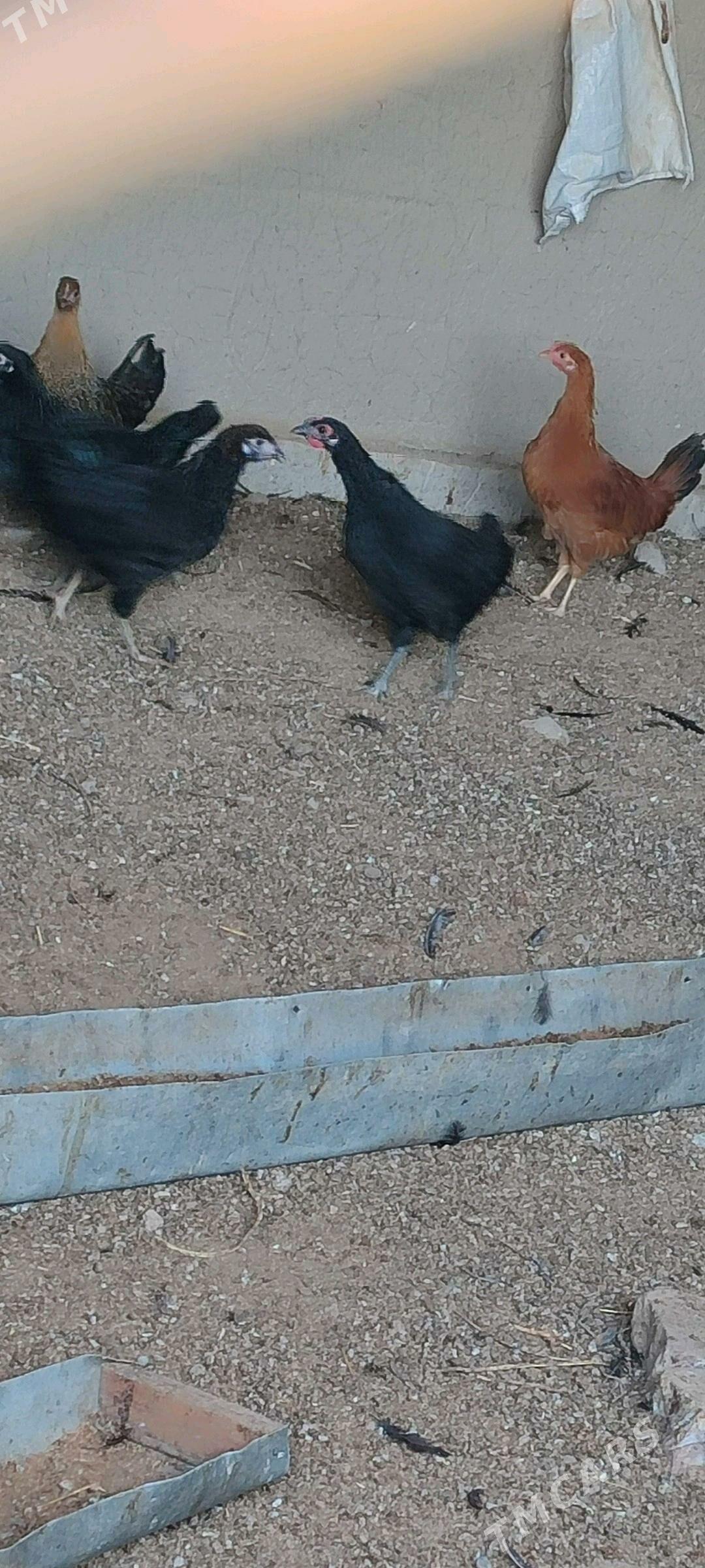 Ýaş towuklar - Murgap - img 4