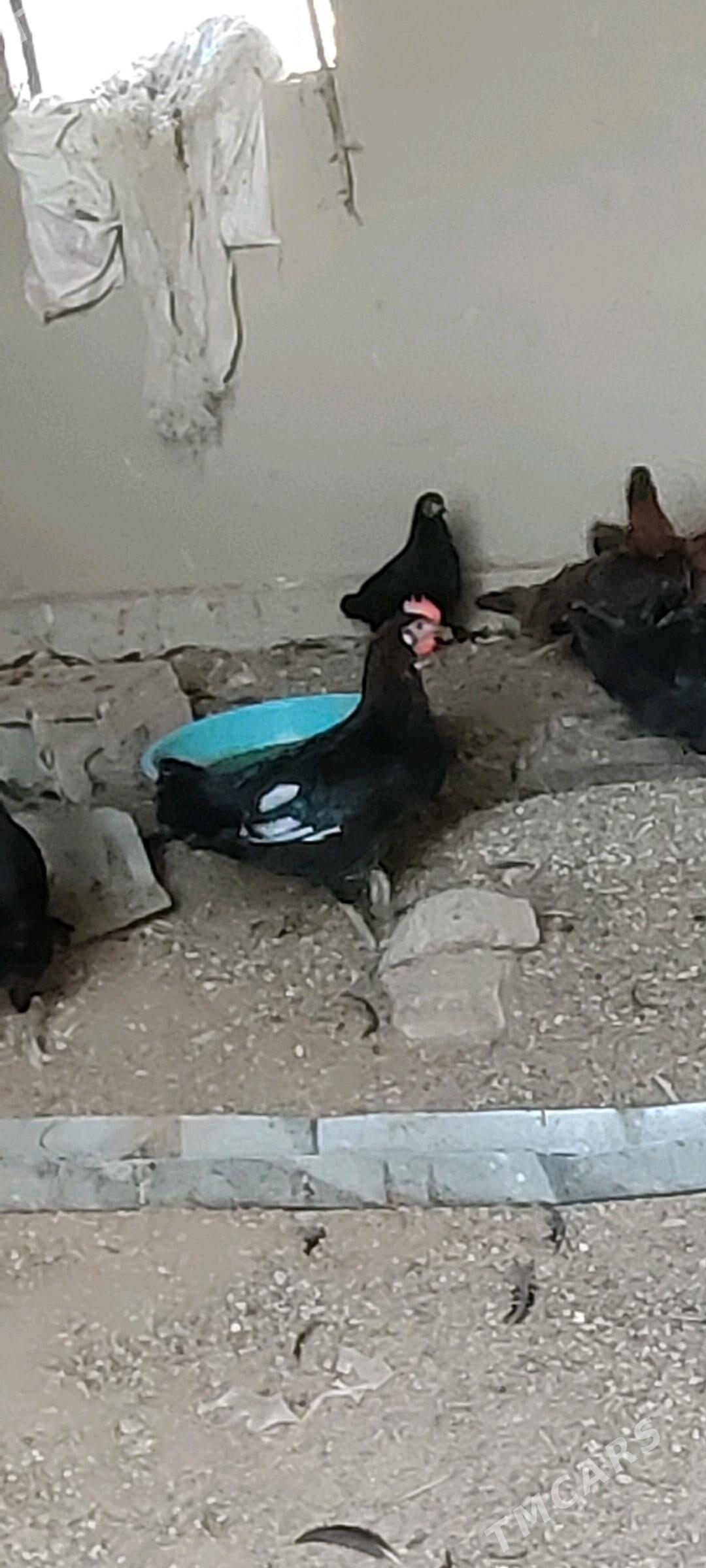 Ýaş towuklar - Murgap - img 2