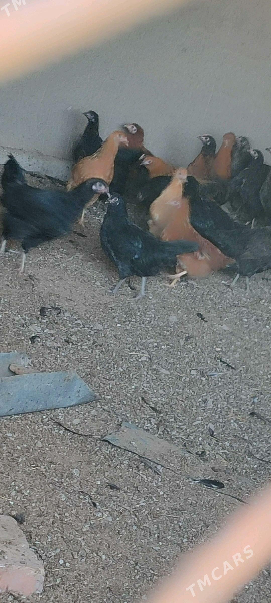 Ýaş towuklar - Murgap - img 1