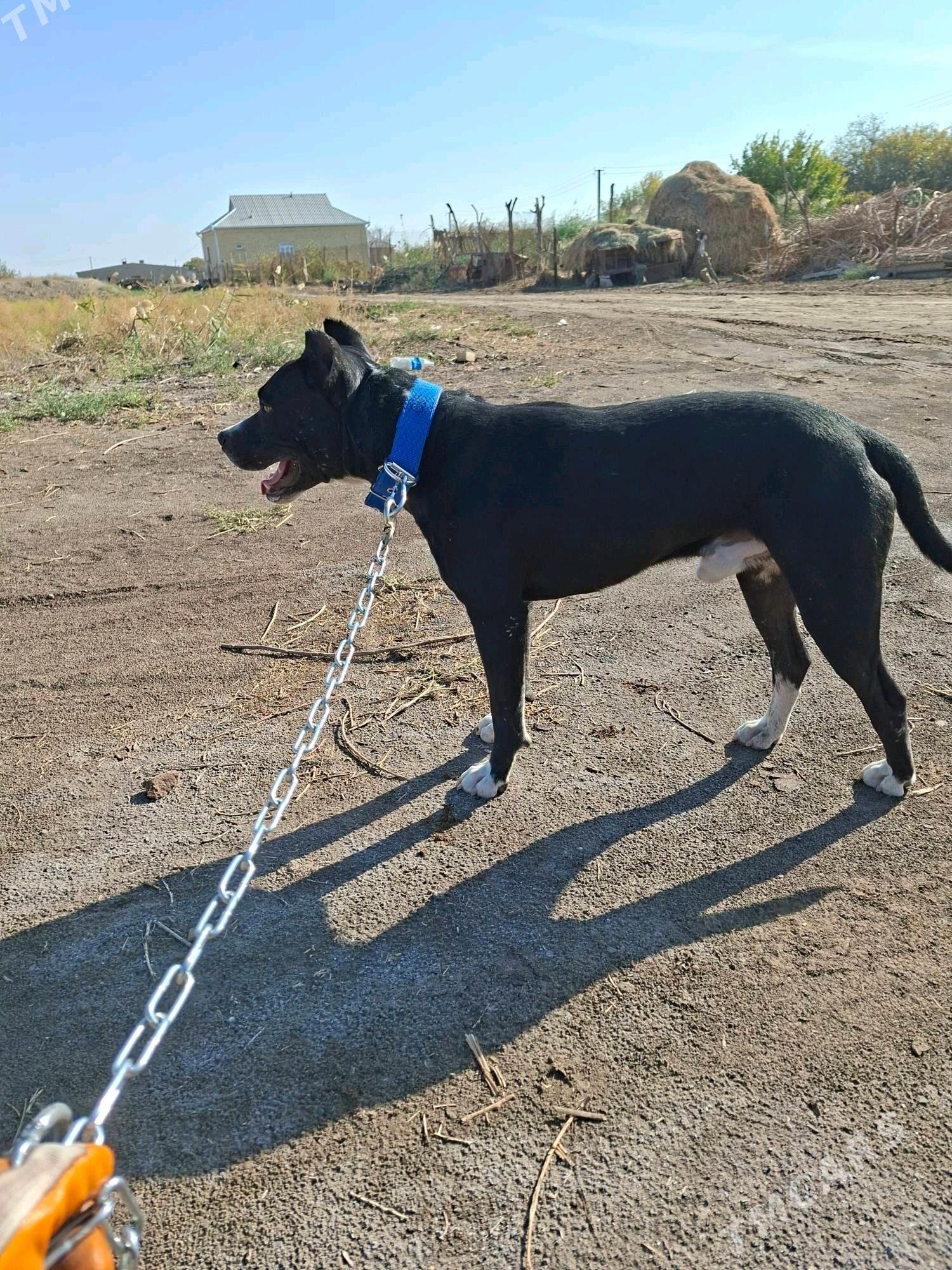 pidbull - Mary - img 4