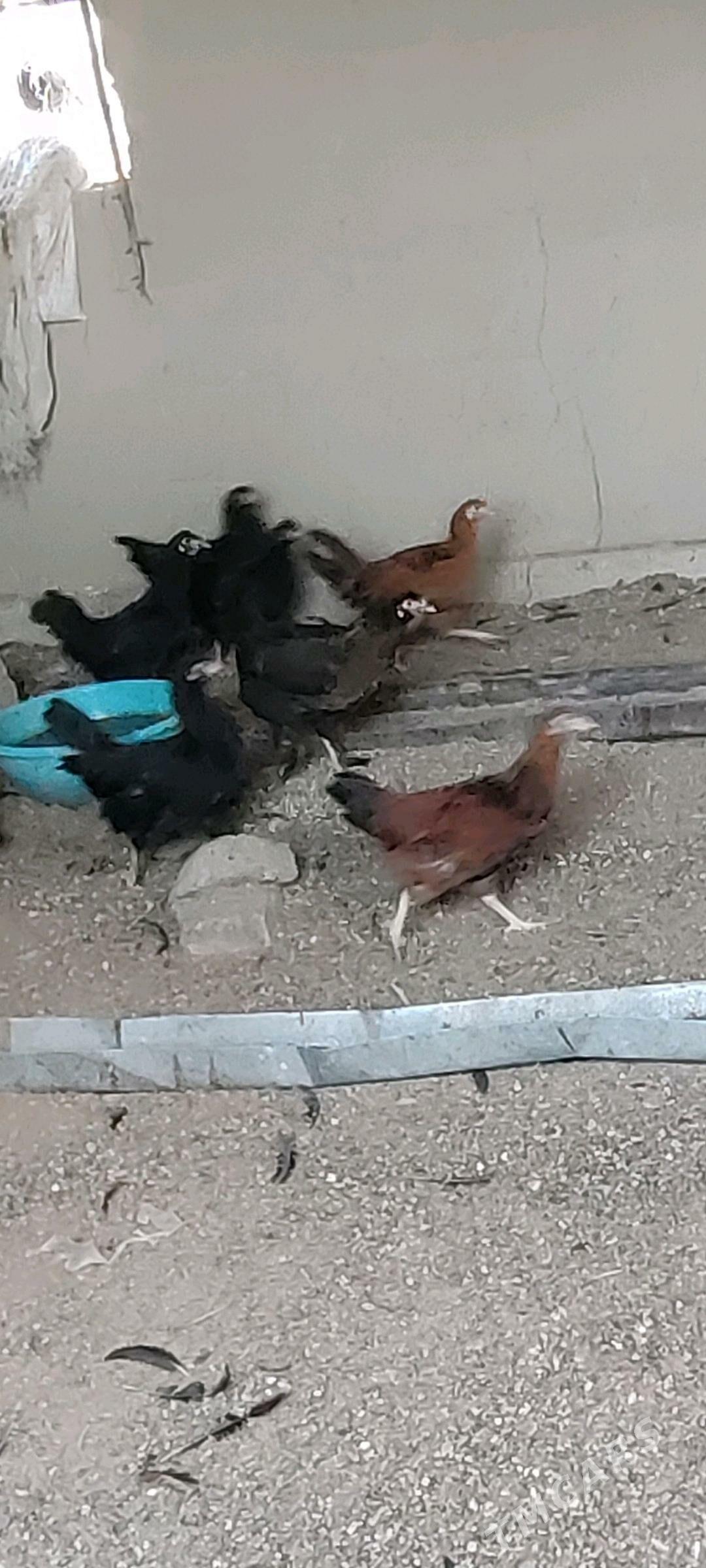 Ýaş towuklar - Murgap - img 5