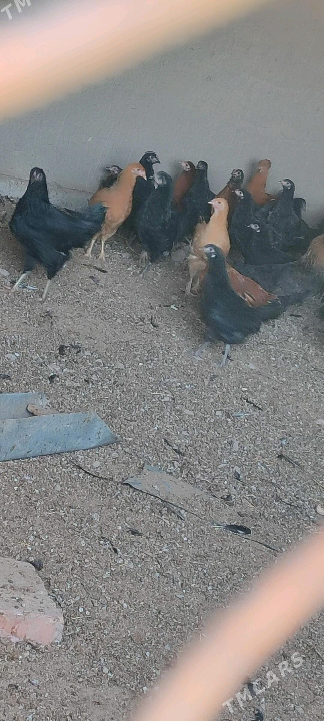 Ýaş towuklar - Murgap - img 3