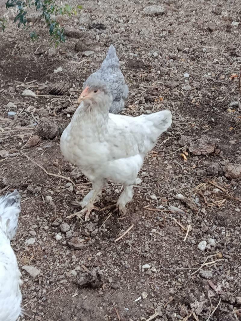 Jüýje - Balkanabat - img 3