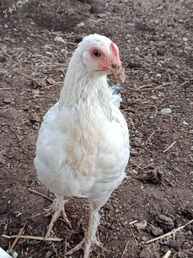 Jüýje - Balkanabat - img 1