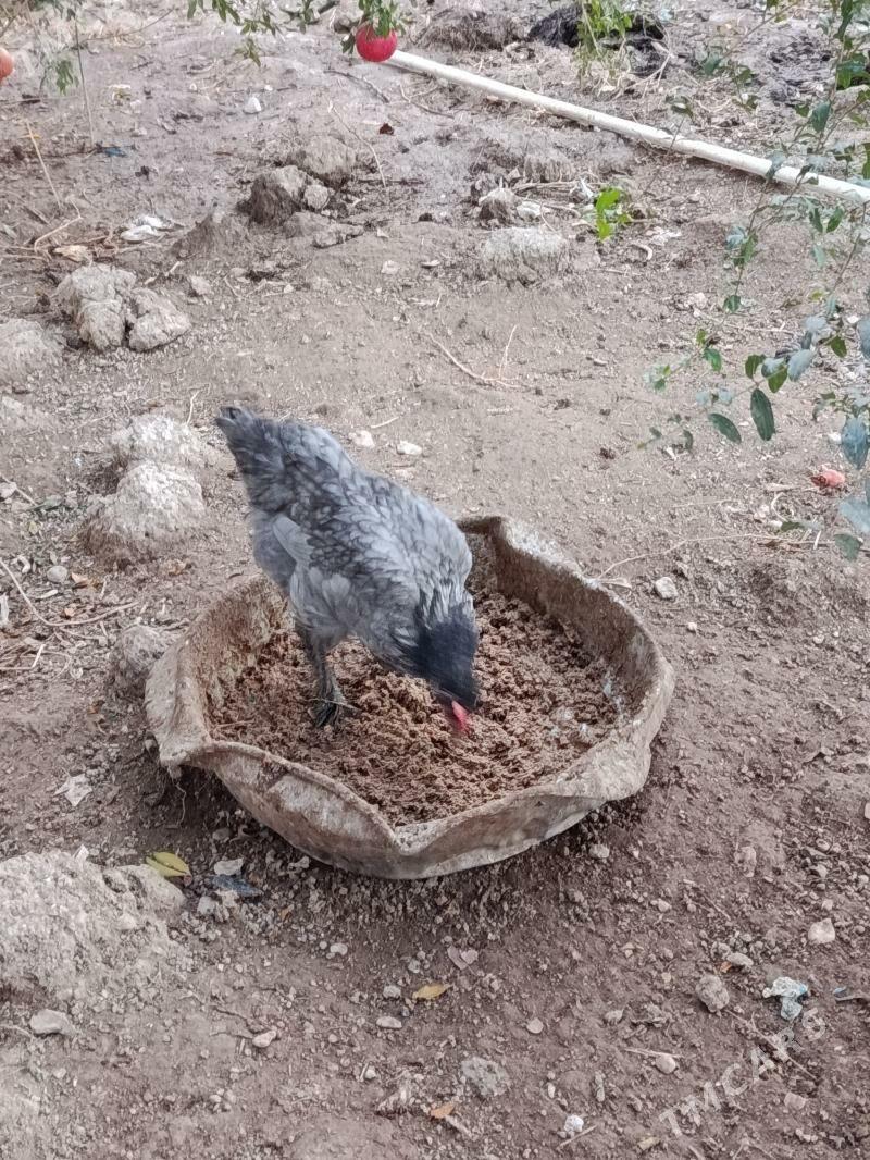 Jüýje - Balkanabat - img 2