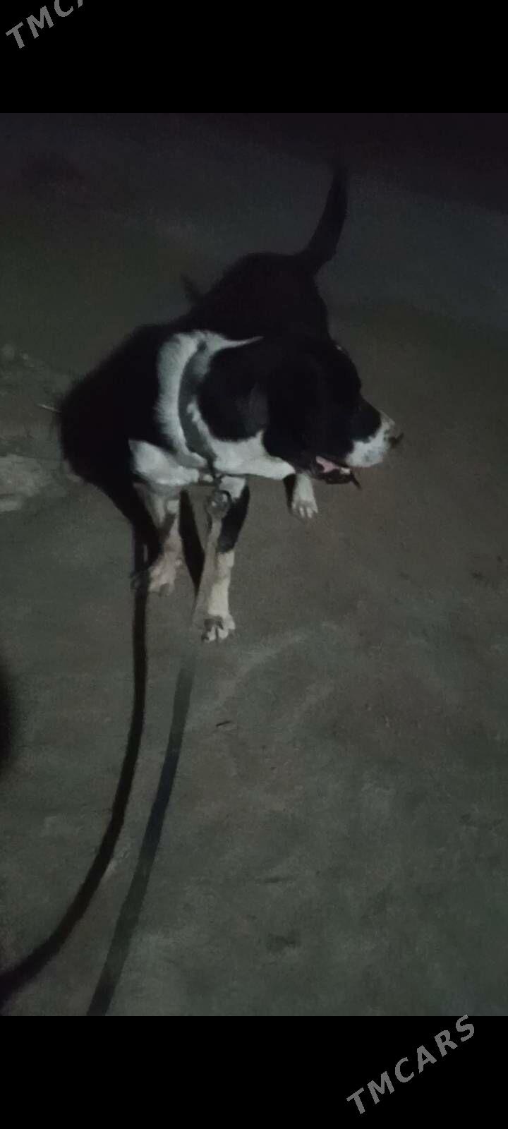 Alabaý - Murgap - img 3