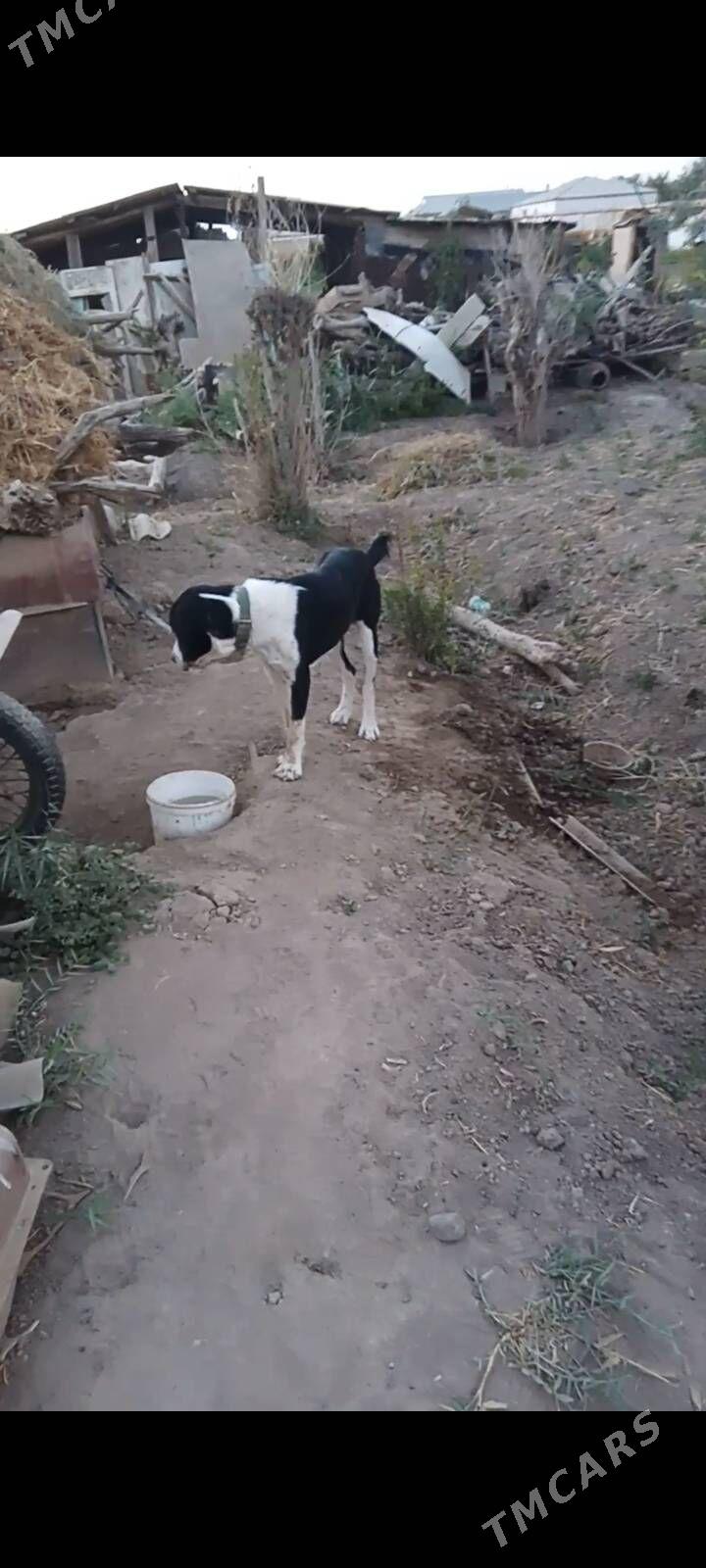 Alabaý - Murgap - img 1