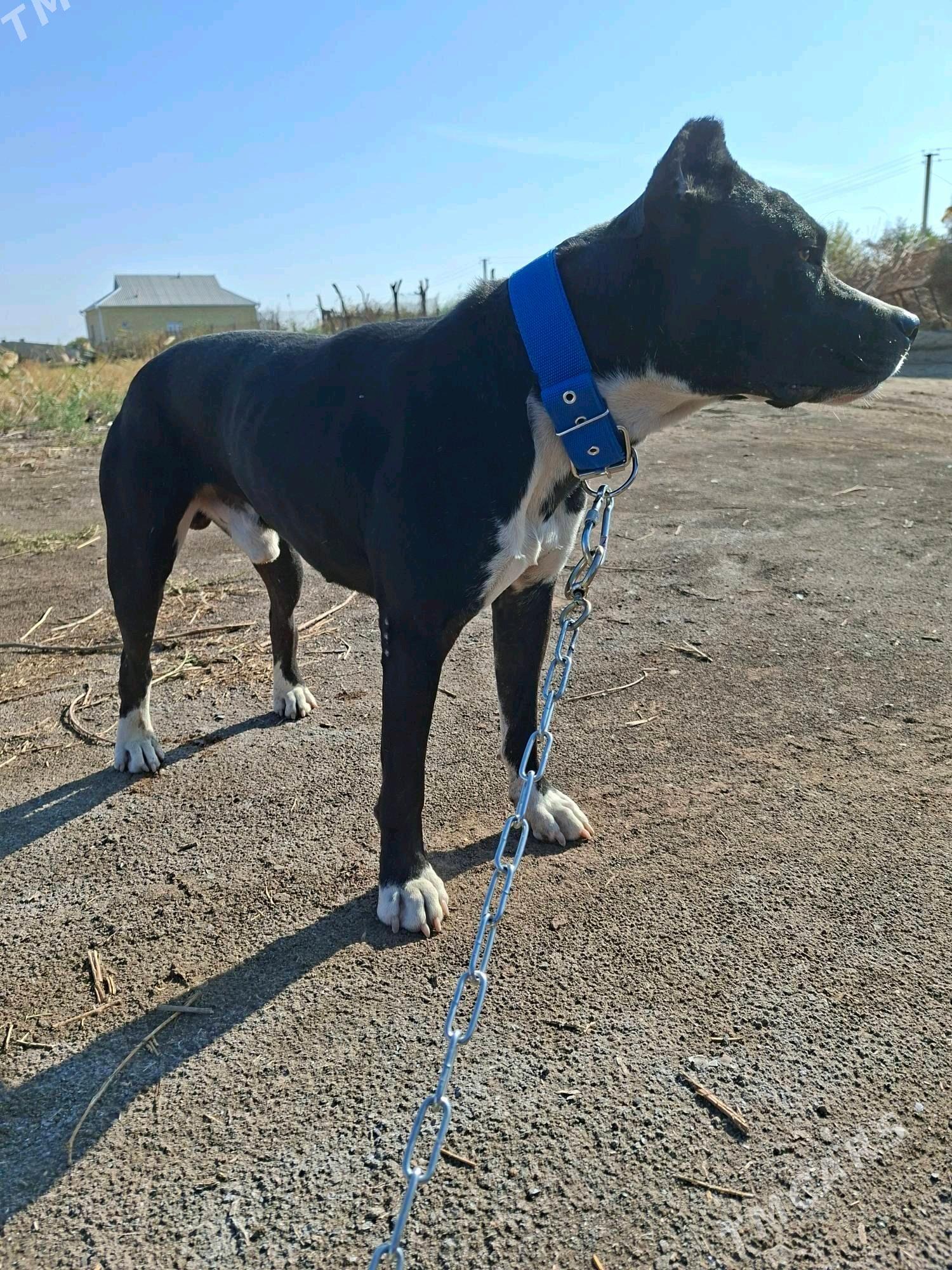 pidbull - Mary - img 7