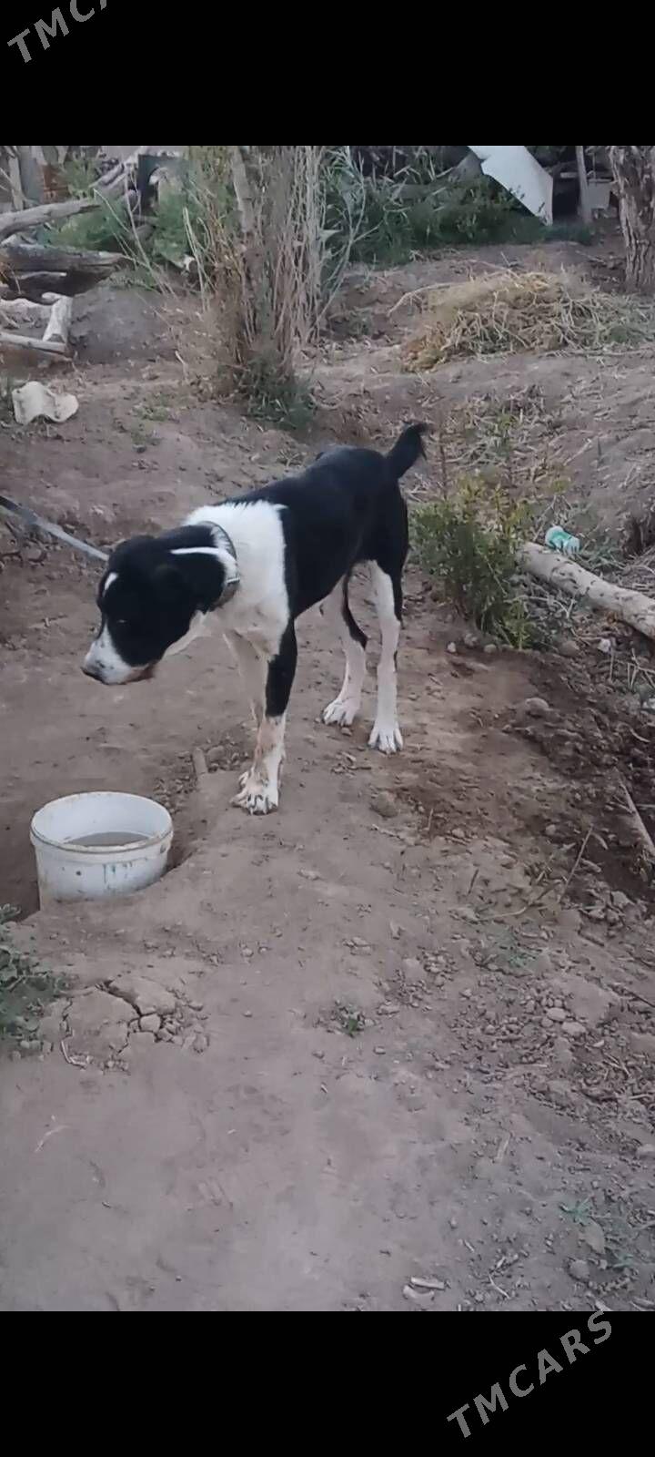 Alabaý - Murgap - img 4