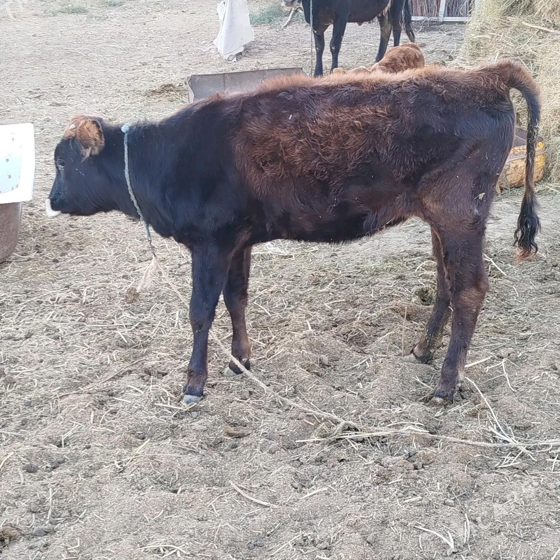 Sygyr - Бабадайхан - img 2