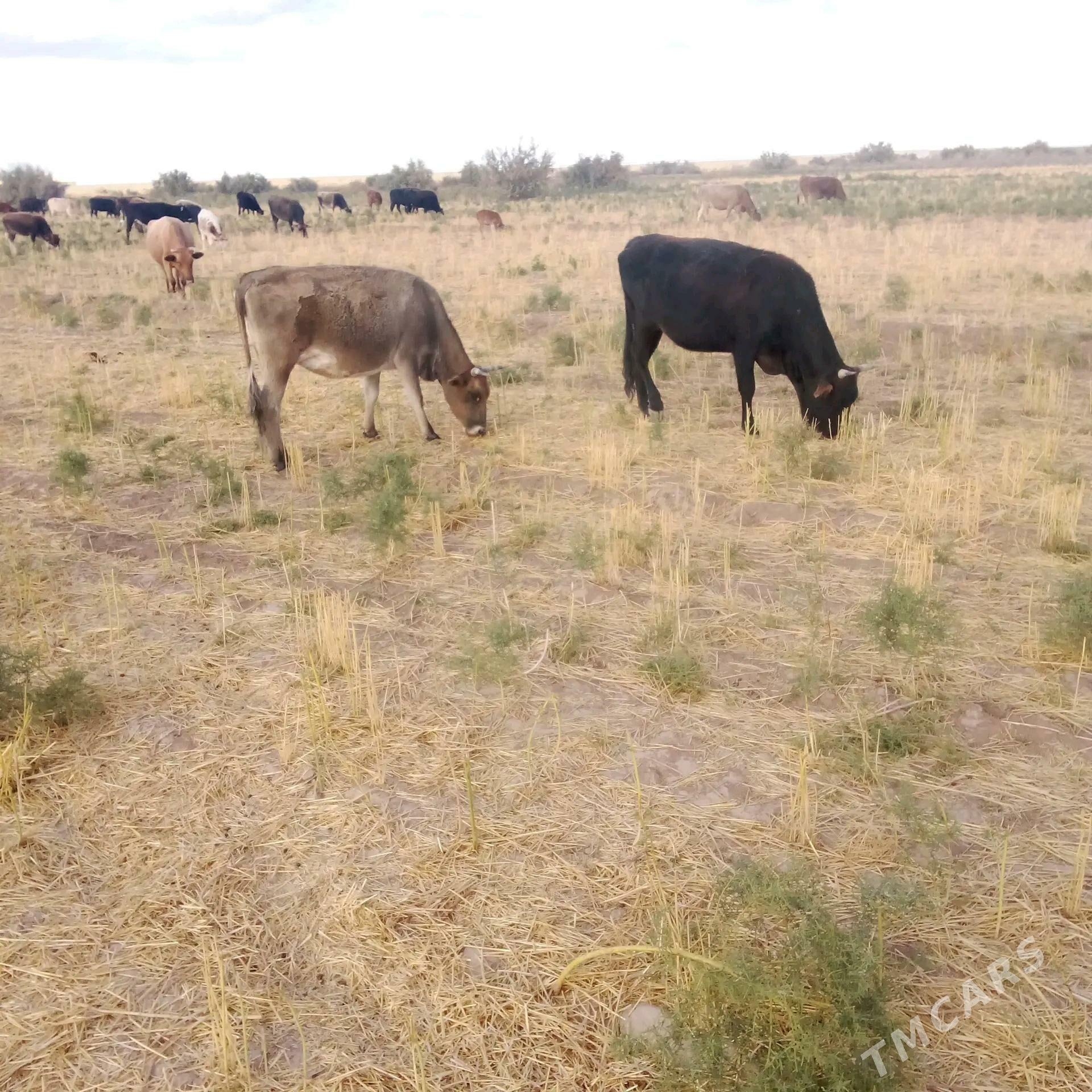 Sygyr - Бабадайхан - img 1