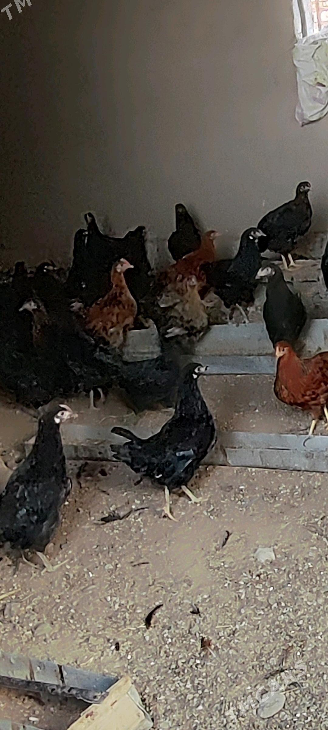 Ýaş towuklar - Murgap - img 6