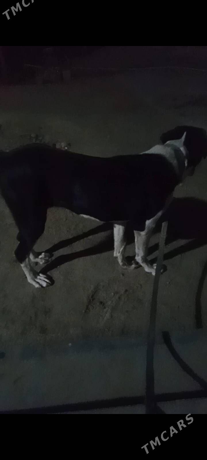 Alabaý - Murgap - img 2