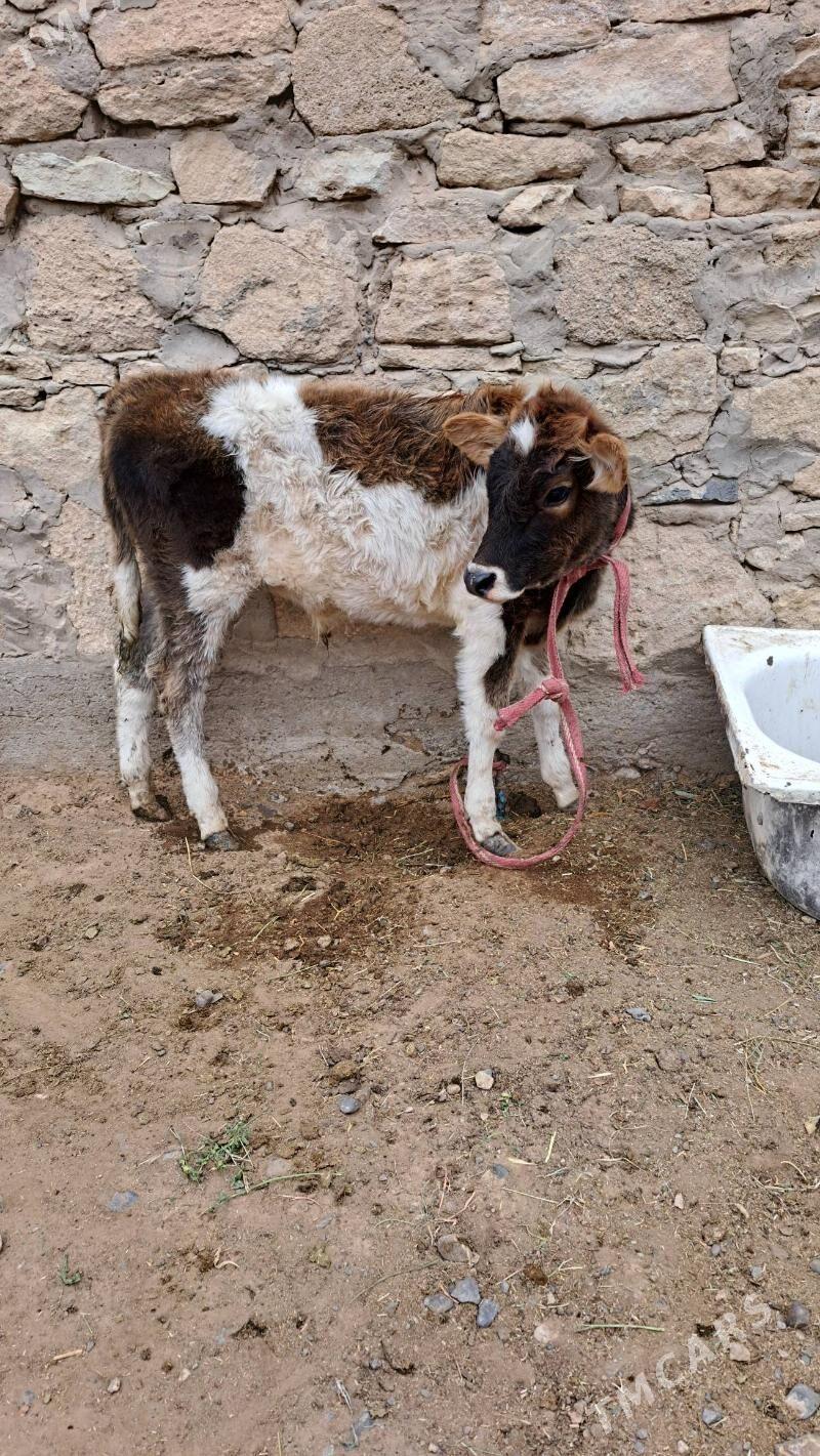 tohum öküzçe - Gyzylarbat - img 2