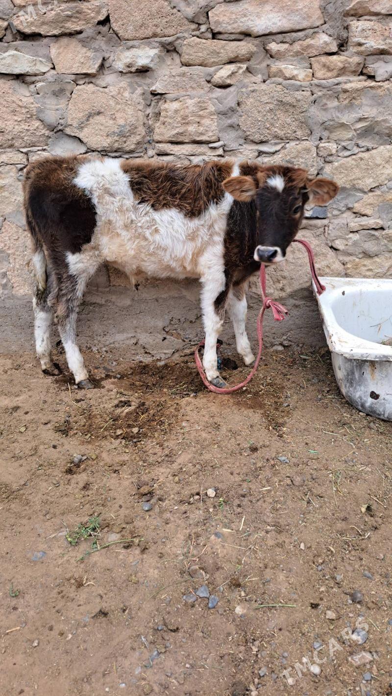 tohum öküzçe - Gyzylarbat - img 1