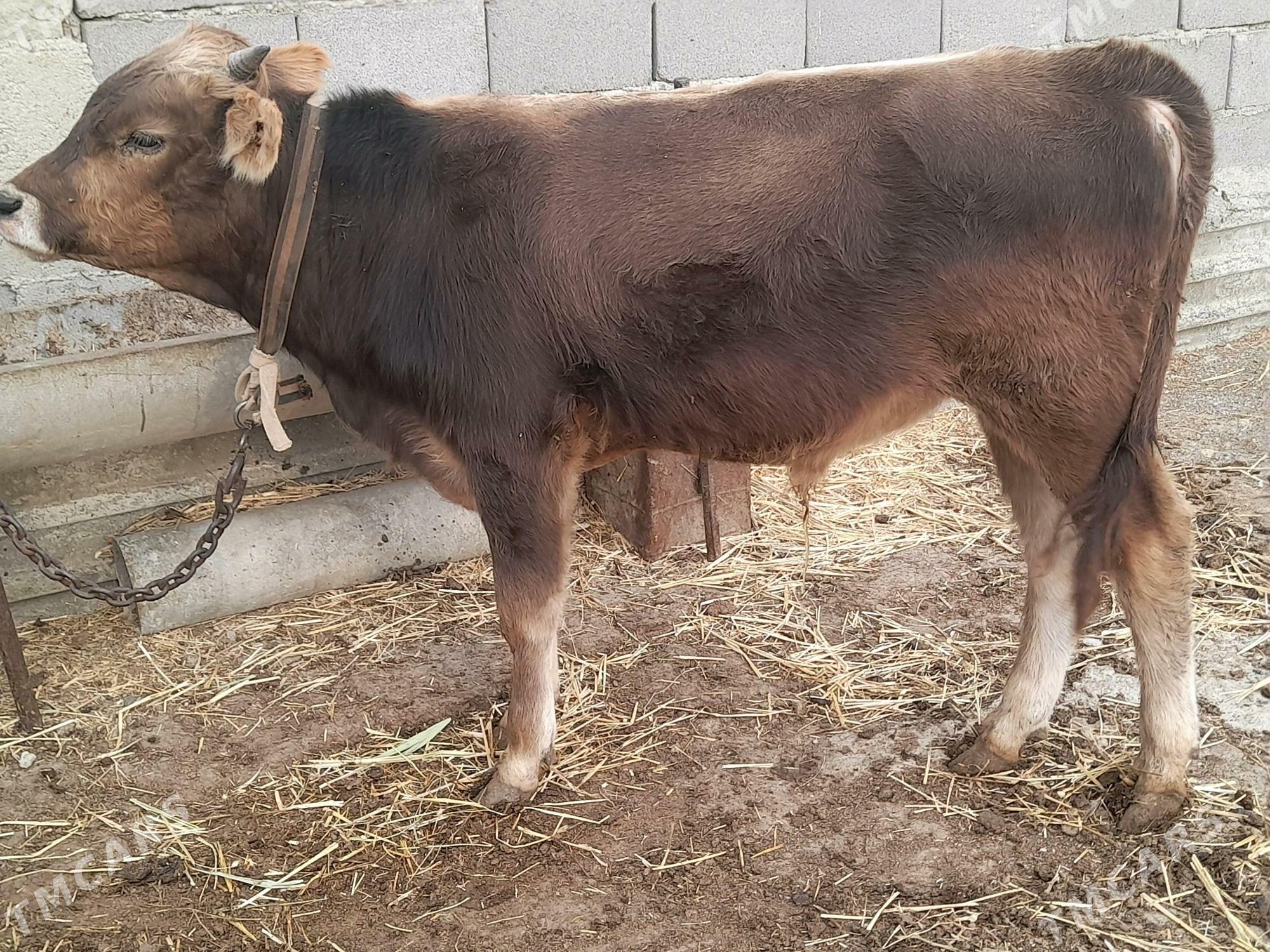 3 okuz - Gyzylarbat - img 7