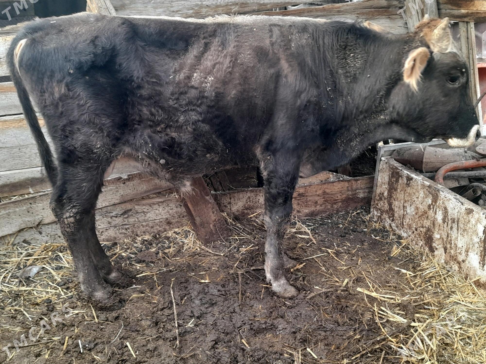 3 okuz - Gyzylarbat - img 1