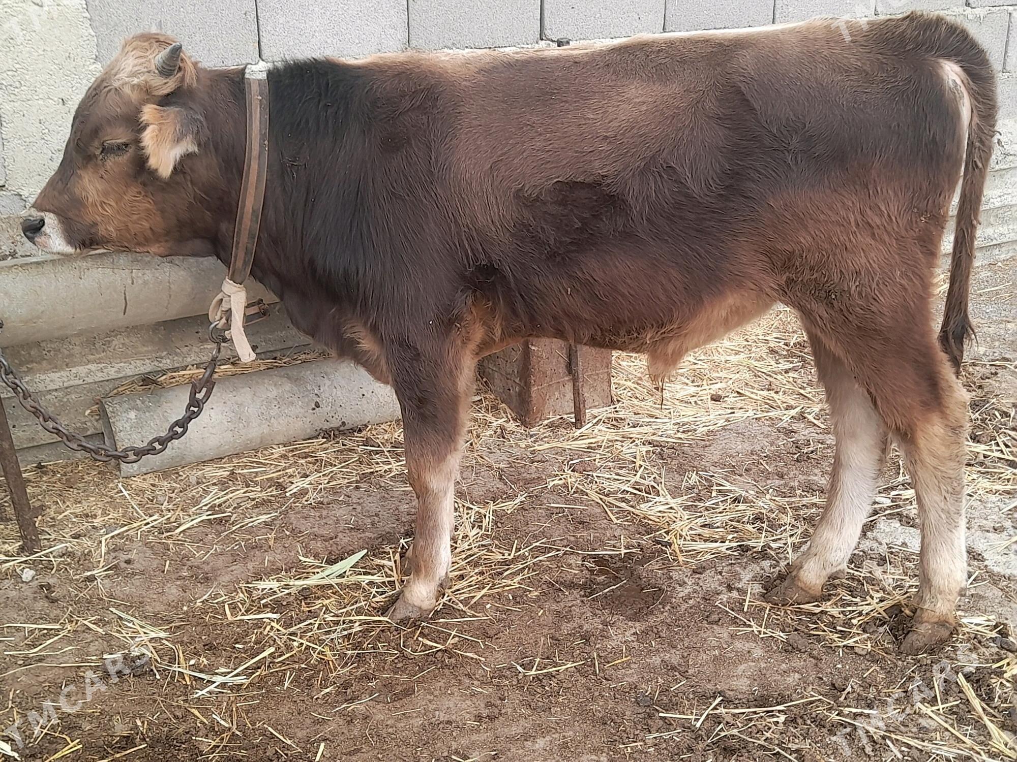 3 okuz - Gyzylarbat - img 8