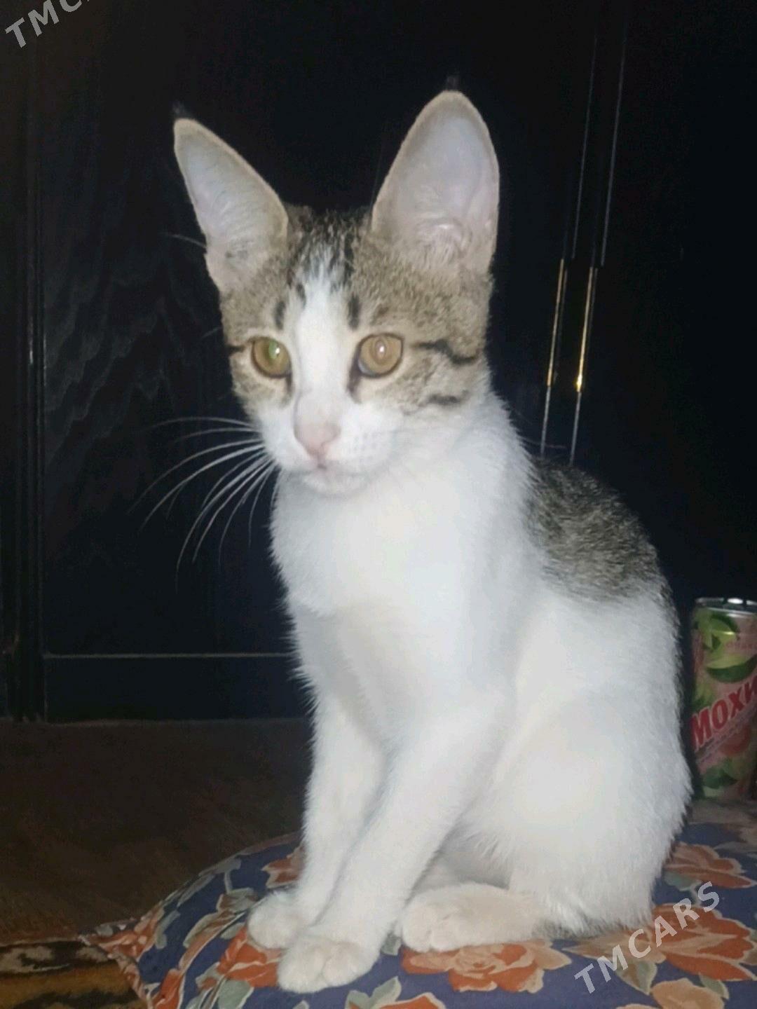 Pisijek - Гёкдепе - img 1