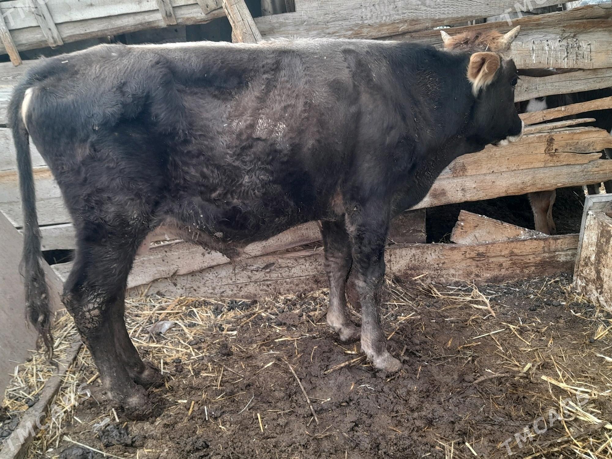 3 okuz - Gyzylarbat - img 2