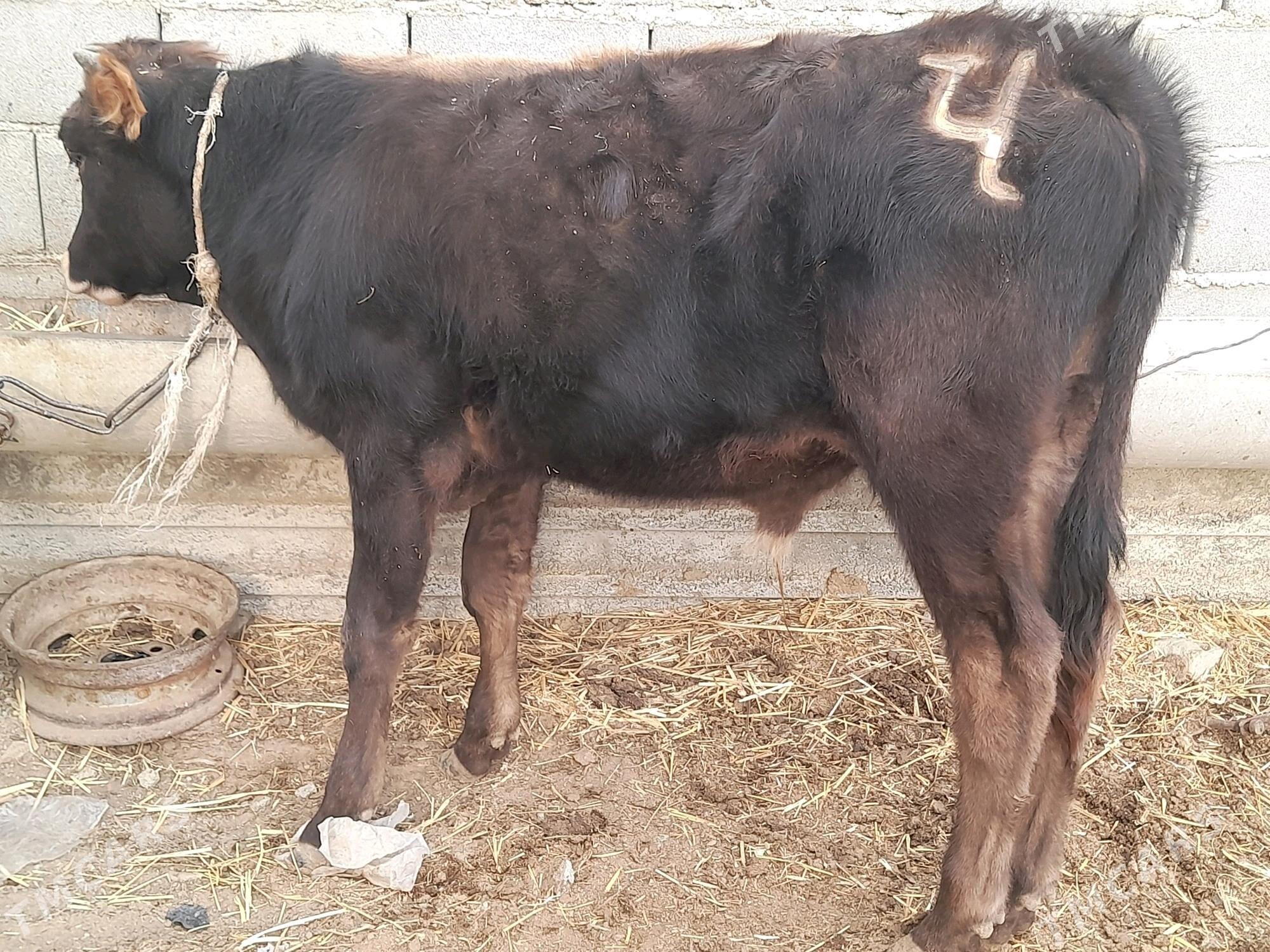 3 okuz - Gyzylarbat - img 4