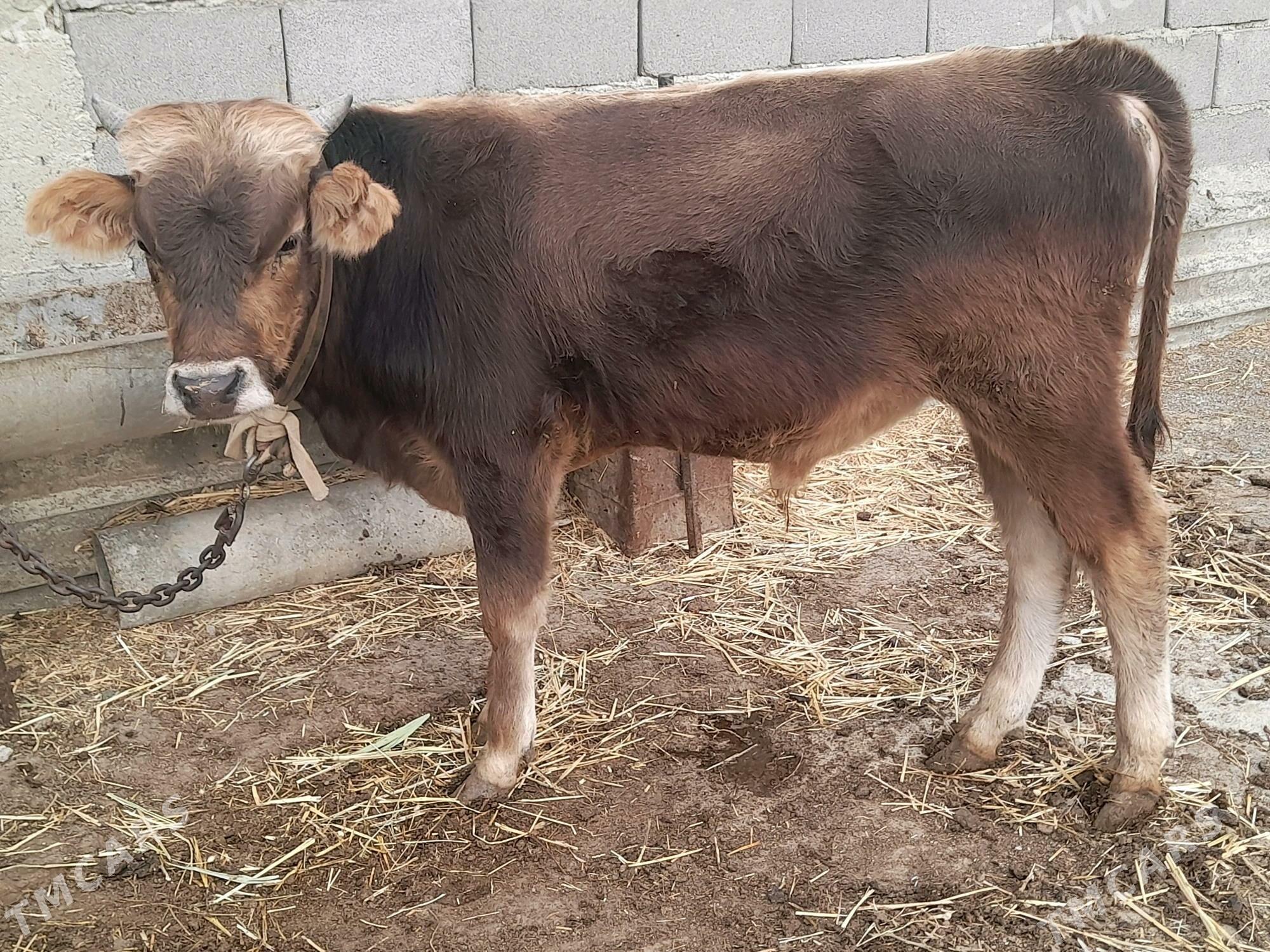 3 okuz - Gyzylarbat - img 6